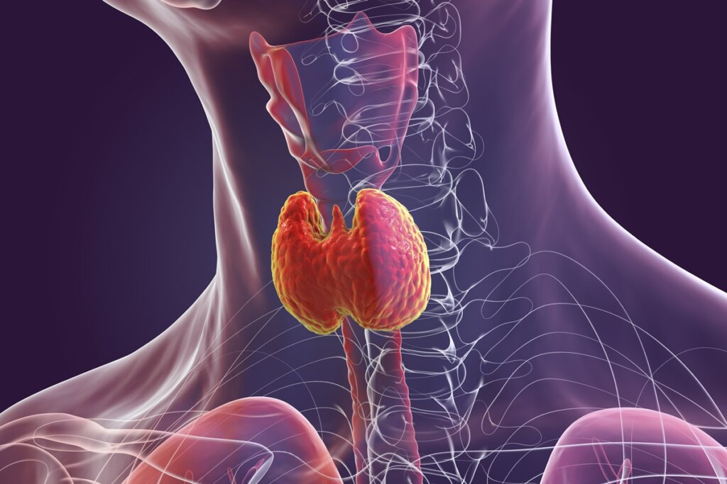 Cuscuz na Mesa: Endocrinologista Revela Benefícios para a Tireoide!