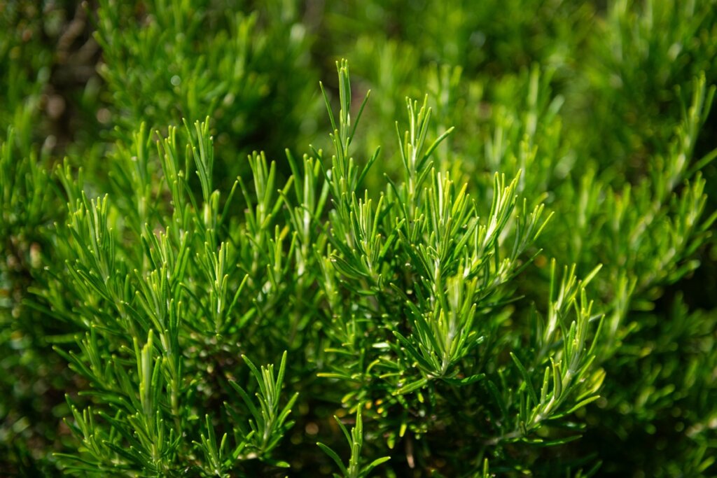 Alecrim em casa: Botânico alerta para a vizinhança da sua horta!
