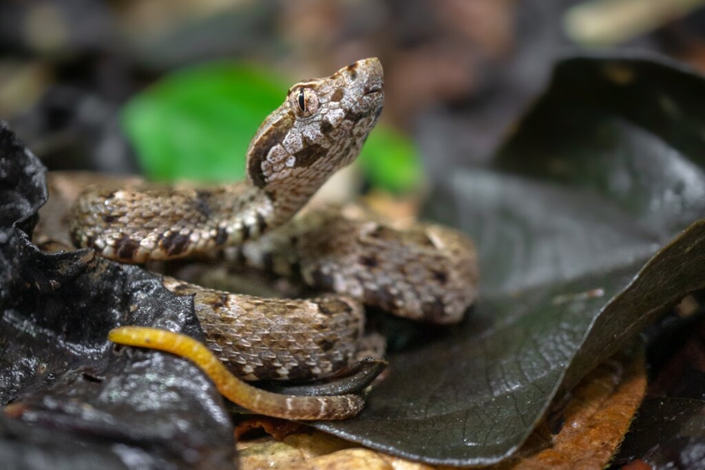 Sonhou com Cobra? Calma! Seu Inconsciente Tem um Recado QUENTE Pra Você!