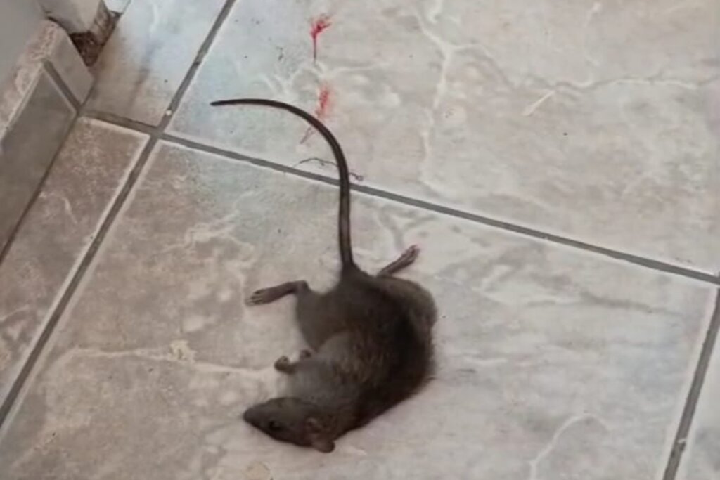 Ratos em Casa? Diga Adeus Sem Veneno e Proteja Crianças e Pets!