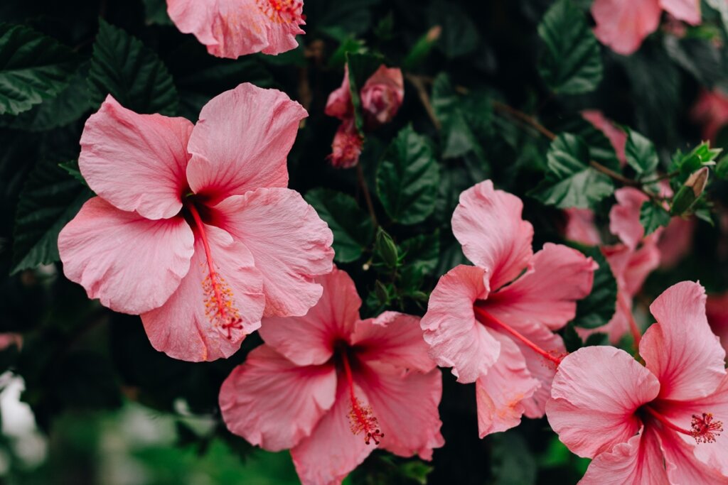 Hibisco: A Flor Secreta Para Blindar Seu Coração e Abrir Caminhos Afetivos!