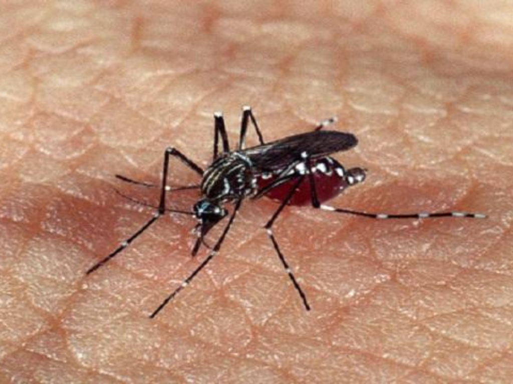 BOMBA! Vacina da Dengue Suspensa no Brasil: Ministério da Saúde Investiga Mortes!