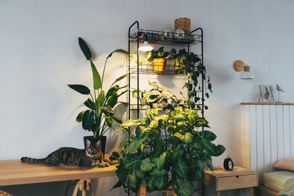 Plantas No Frio: Especialista Revela Como Evitar Erros E Salvá-las!