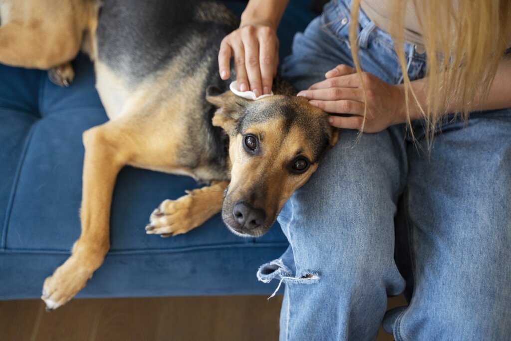 Dia do Cachorro: Seu pet te ama e mostra de um jeito único!