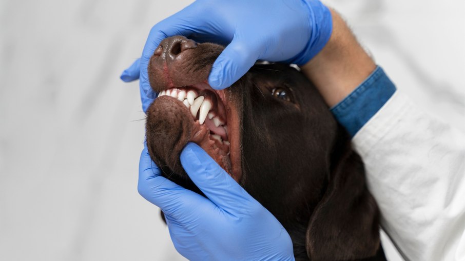 Bafo de leão? O “bafinho” do seu pet pode ser alerta vermelho para a saúde bucal