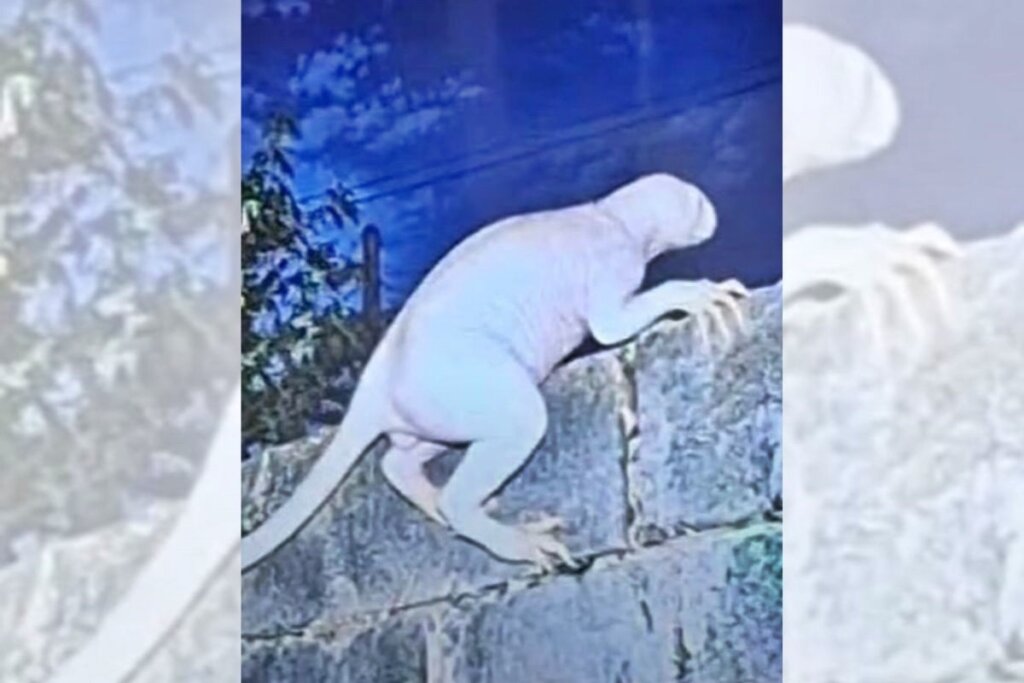 PÂNICO NO MÉXICO: CRIATURA BIZARRA ATERRORIZA CIDADE E UFÓLOGO JÁ ESTÁ NA ÁREA!