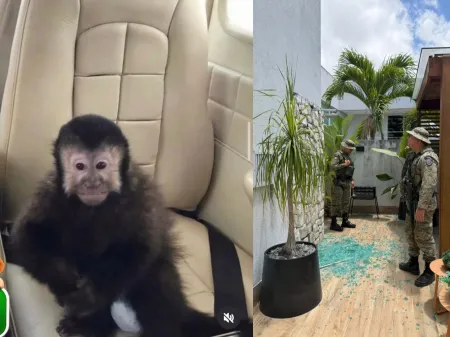 Mistério em Salvador: Macaco “Invasor de Mansões” Morre e Ex-Deputado Suspeita de Envenenamento!